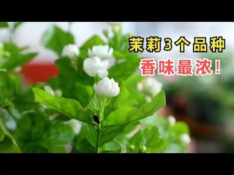 陽台種茉莉花風水|【陽台茉莉花風水】 陽台茉莉花風水大解密！居家招好運，禁忌。